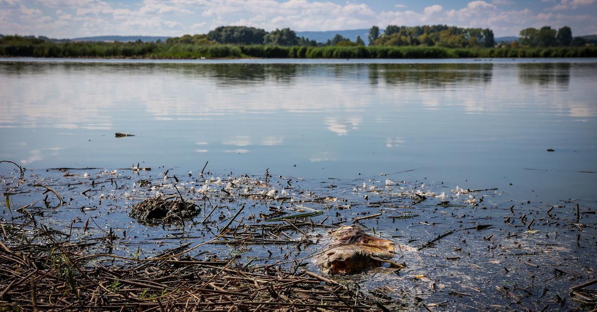 Woran die Fische im Reinheimer Teich sterben